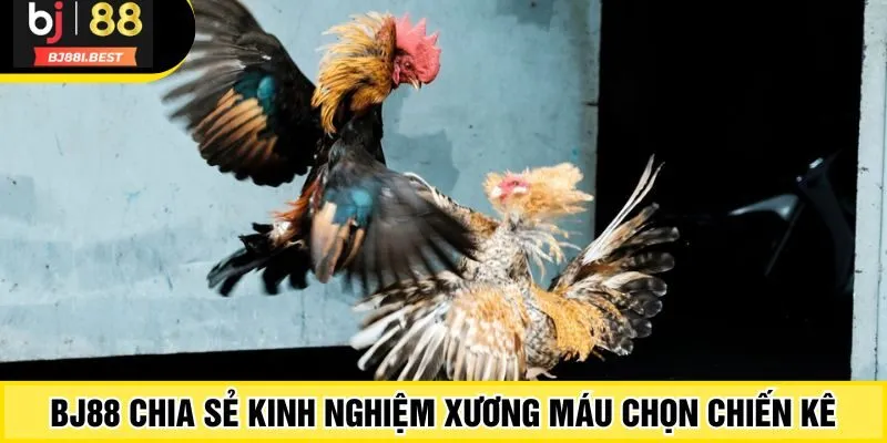 BJ88 chia sẻ kinh nghiệm xương máu chọn chiến kê