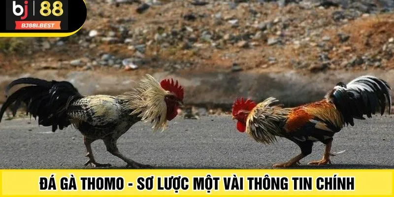 Đá gà Thomo - Sơ lược một vài thông tin chính