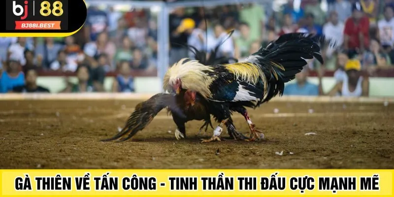 Gà thiên về tấn công - Tinh thần thi đấu cực mạnh mẽ