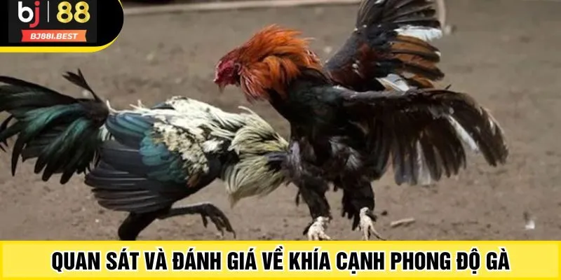 Quan sát và đánh giá về khía cạnh phong độ gà