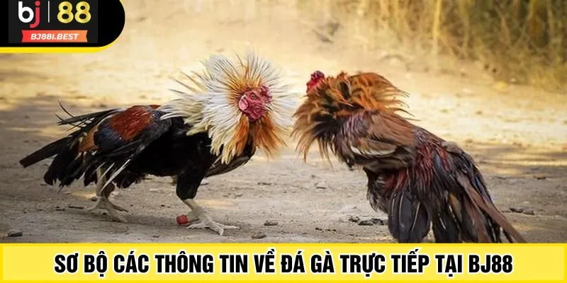 Sơ bộ các thông tin về đá gà trực tiếp tại BJ88