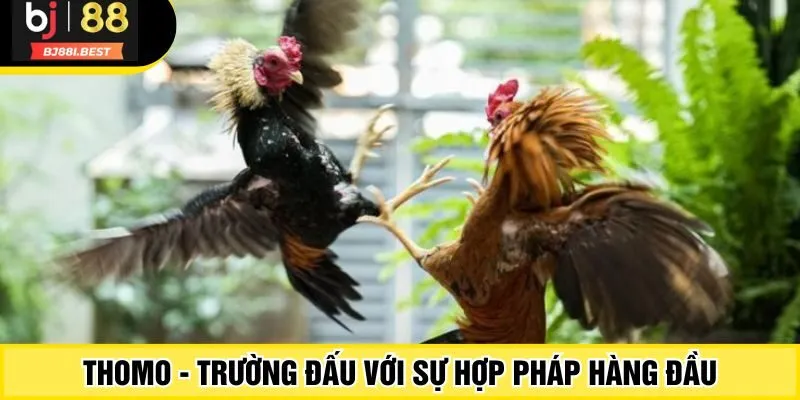 Thomo - Trường đấu với sự hợp pháp hàng đầu