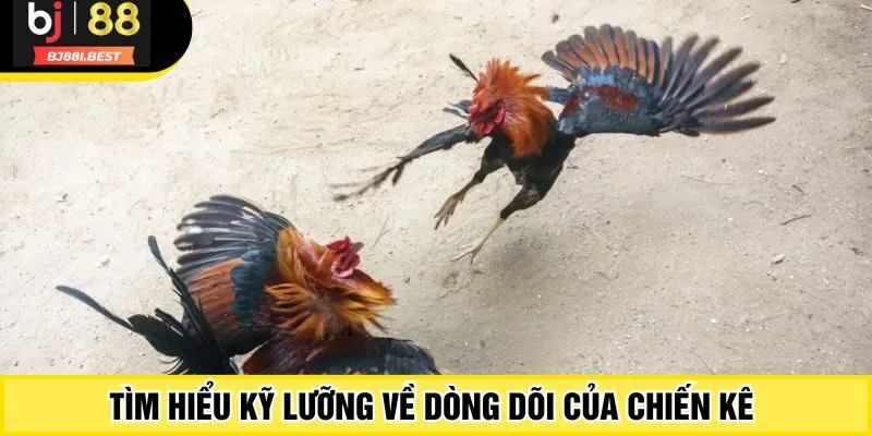 Tìm hiểu kỹ lưỡng về dòng dõi của chiến kê 